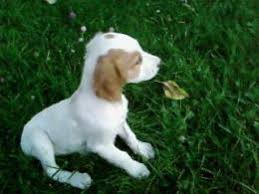 av kopegi epenyol breton