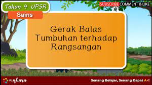 Apakah gerak balas lidah terhadap rangsangan? Tahun 4 Sains Upsr Gerak Balas Tumbuhan Terhadap Rangsangan Youtube