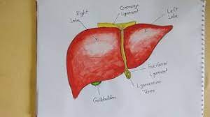 Pencil sketch your photo is a free online tool, where it make your photo to pencil sketched quickly. How To Draw A Liver Herunterladen