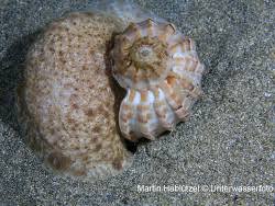 Image result for Harpachne