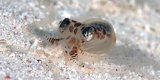 Check spelling or type a new query. Atlantic Pygmy Octopus Octolab Tv