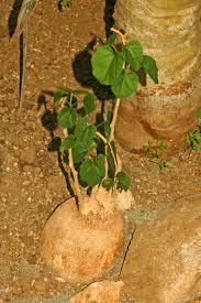 Image result for Pyrenacantha kirkii