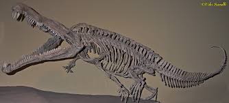 Image result for Pseudocalyx