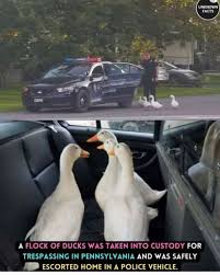 Beware of the cute duckling scam