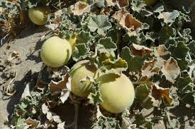 Image result for Cucumis bryoniifolius