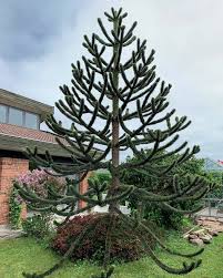 It makes the perfect accent tree in a bed, or an ideal part of the foundation planting around your home. Rare Monkey Puzzle Tree Chilean Pine Araucaria Araucana 5 Seeds
