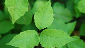 If poison ivy crops up on your property, you can remove it chemically, naturally, or—if you're ready to get your hands dirty—physically. How To Prevent And Treat Poison Ivy