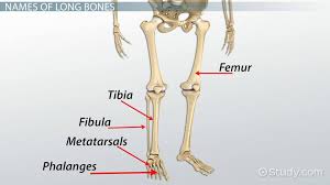 This simple worksheet shows a skeleton with bones unlabeled. Long Bones In The Human Body Video Lesson Transcript Study Com