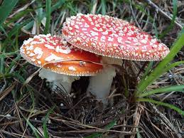 Bpm profile pick yourself up. Falling In Love With Mushrooms Mushroom Collecting Trips Around The World