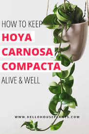Hoya Hindu Rope Care Hindu Rope Plant Hoya Plants Indoor Plant Care