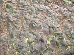 Image result for Nervilia sp.no.4