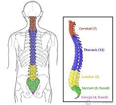 This diagram misses out the carbon atoms in the ring for clarity. The Vertebral Column Joints Vertebrae Vertebral Structure