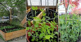 The trellis is made from long pieces of strapping wood that are simply glued into shape at the joints with the appropriate kind of glue. 12 Functional Diy Pea Trellis Ideas