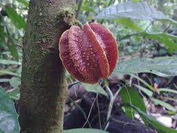 Image result for Achariaceae