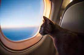 However, there are quite a few things that you have to consider before registering your cat as an emotional service animal. Registering Your Cat As An Emotional Support Animal The Catnip Times