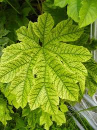 In fact, liming may have adverse effects on some plants. Does Your Lawn Or Garden Need Lime North Carolina Cooperative Extension