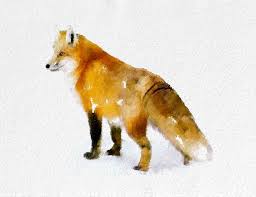 Pin On Foxes
