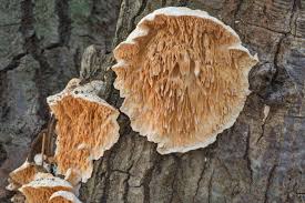 Image result for Polysphaeria dischistocalyx