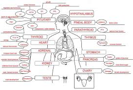 Endocrine System Concept Map Endocrine System Endocrine System Nursing Concept Map Nursing