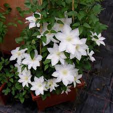 Check spelling or type a new query. Clematis Madame Le Coultre Native Plants
