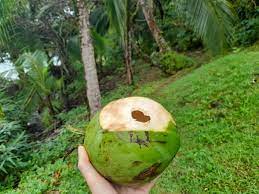 For copra, it is harvested fully ripe at about 11 to 12 months when the husk has turned brown. Tropical Homesteading How To Harvest Coconut For Fresh Water And Meat Insteading