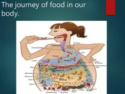 5 the part of the digestive system where the majority of the digestion and absorption of food takes place is just as important as the stomach, but the stomach's function is more widely known. Digestive System