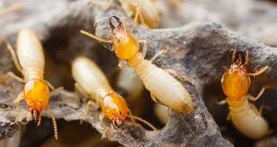 We did not find results for: Les Termites