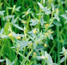 Image result for Stylosanthes