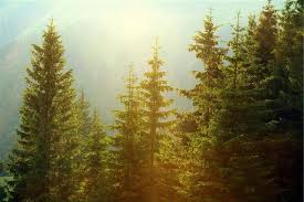 Pine trees provide winter protection for birds who gather in the thickest uppermost branches. Amazing Pine Tree Facts That Are Worth A Read Gardenerdy