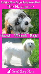 It can be intimidating at first when learning how to draw something, but if you follow the steps in this guide you'll be a dog. The Havanese Dog The Complete Dog Breed Profile And Information