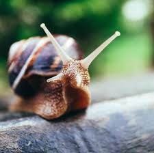 Außerdem sind sie dann aktiv, wenn es geregnet hat. Ratten Lungenwurm Junger Australier Isst Schnecke Fallt Ins Koma Und Stirbt Stern De