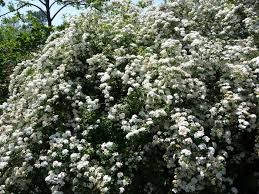 Image result for Spiraea