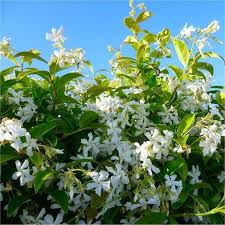 But did you check ebay? Trachelospermum Hardy Jasmine Climbing Plant