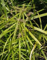 Image result for Pycreus aethiops