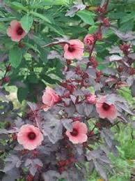 Cooking with edible flowers is back. Cranberry Hibiscus Happehatchee