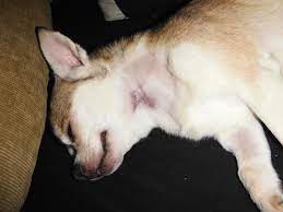 Dog neck bruise from blood draw. Bruise On Dogs Neck After Blood Tests Dog Forum
