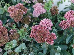 We did not find results for: Autumn Joy Stonecrop Plant Care Growing Guide
