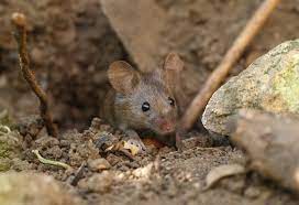 Mäuse im eigenen garten vertreiben: Mause Vertreiben So Werden Sie Die Schadlinge Giftfrei Los