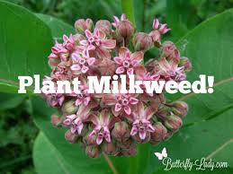 Grow The Most Fragrant Native Milkweed And Attract Monarch Butterflies In Your Garden With Common Milkweed Ascle Milkweed Plant Asclepias Growing Instructions