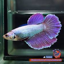 Because rose petals are about 95 percent water, their nutritional value is limited and their calorie count is low. Live Betta Female Metallic Baby Blue Purple Rosetail Halfmoon Hm 1287 Betta Blue And Purple Betta Fish