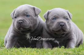 Staffordshire Bull Terrier puppies available from responsible VIC breeders  | RightPaw