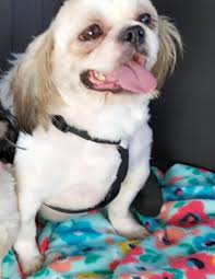 Shih Tzu Breeders Of Michigan