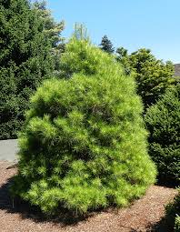 Image result for Hunteria densiflora