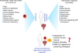 Sex Differences In Sars Cov 2 Infection Rates And The Potential Link To Prostate Cancer Communications Biology