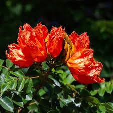 Image result for Brillantaisia madagascariensis