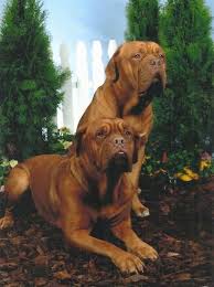 I own mum and dad who are both pedigree dogue de bordeaux, they are both beautiful dogs and have amazing temperaments. Dogue De Bordeaux Dog Breed Information And Pictures