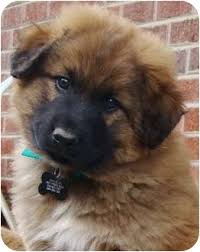 The german shepherd is a very popular dog breed of german origins. Tulsa Ok Great Pyrenees Meet Wyatt A Pet For Adoption