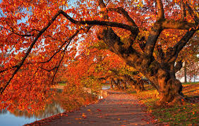 Autumnalis) approximately 3% of cherry trees in the park. Autumn Cherry Tree Sydney Tran Photograph By Sydney Tran