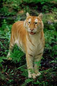 Amazing Wildlife Golden Tabby Tiger Photo Tigers Animals Beautiful Pet Tiger Wild Cats