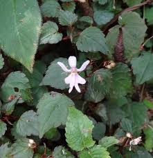 Image result for Impatiens bequaertii